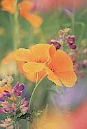 flowers.jpg
